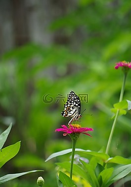 蝴蝶,花,性質(zhì)