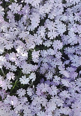 5 月,春天,鮮花