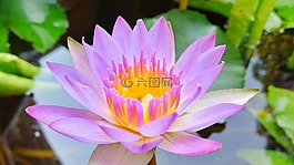 花,莲花,紫色