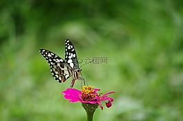 蝴蝶,花,性質(zhì)