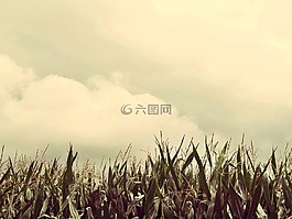 玉米,字段,麥田