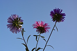 鮮花,天空,性質