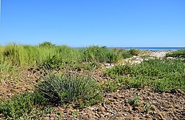 沙丘,海,海岸