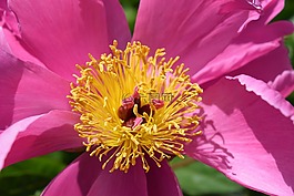 粉紅色的花,鮮花,關閉