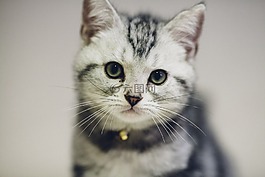 貓,動物,可愛