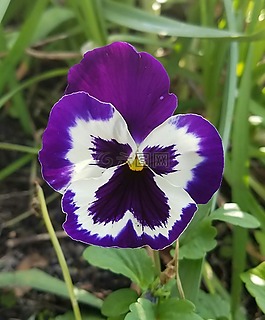 花,紫色,開花