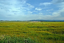 景觀,草地,草