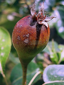 玫瑰,芽,花