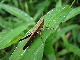 昆蟲,性質(zhì),綠
