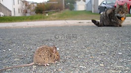 老鼠宝宝,猫,狩猎