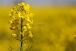 油菜,黃色的花,字段