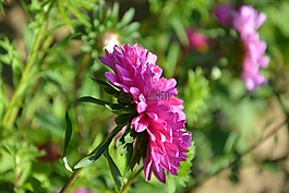 花,配置文件的花,粉色