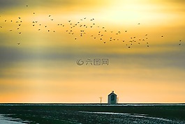 日落,飛的鳥,天空