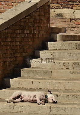 狗,陷阱,睡眠