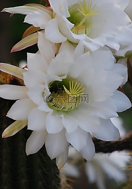 仙人掌,花,植物
