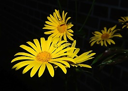 鮮花,關(guān)閉,黃色