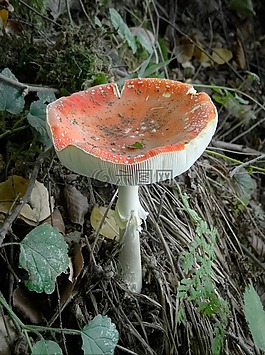 飛木耳,蘑菇,橙