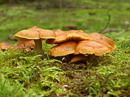 性質,蘑菇,苔