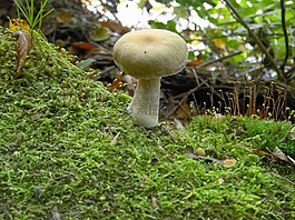 蘑菇,苔,白