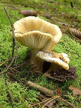 性質(zhì),蘑菇,森林