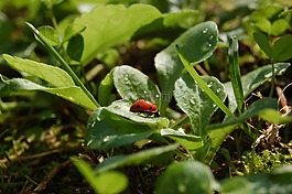 瓢蟲,綠色,花園
