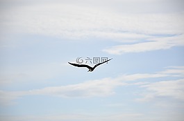 鳥(niǎo),天空,海鷗