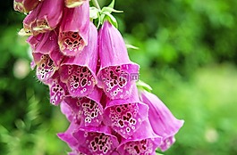頂針,花,開花