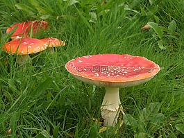 性質(zhì),蘑菇,飛木耳