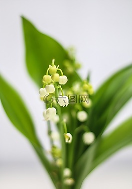 鵝口瘡,花,鐘