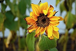 向日葵,花,黃