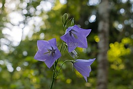 花卉,贝尔,森林