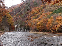 日本,楓樹,瀑布