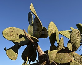 花椒梨,植物,仙人掌