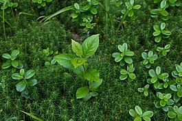 綠色,性質(zhì),植物
