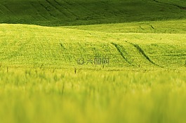 草,自然,綠色