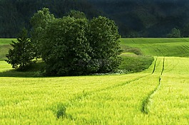 原野,绿色,晚间
