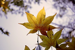 葉,自然,植物區(qū)系