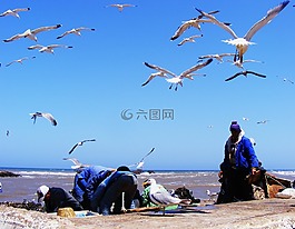 钓鱼,摩洛哥,索维拉