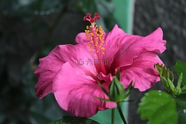 花卉,花園,性質(zhì)