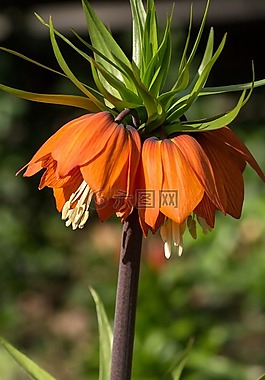 帝冠,花,宏