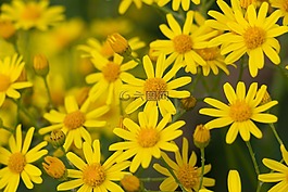 鮮花,黃色,性質(zhì)