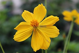 黃色花,花園,性質(zhì)