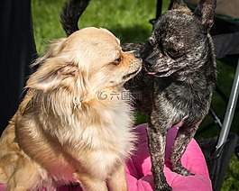 奇瓦瓦州,狗,chiwawa