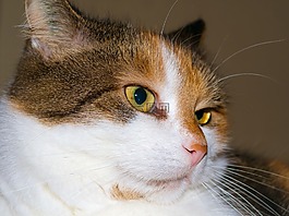 查看,眼,貓