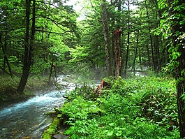 上高地,森林浴场,自然