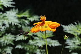 園藝,花卉,性質(zhì)