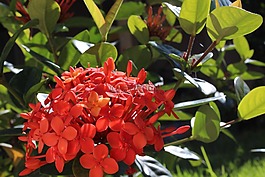 園藝,性質(zhì),花園