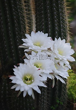 仙人掌,花,白色的花
