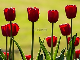 郁金香,春天,光