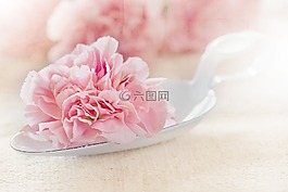 花,開花,粉紅色